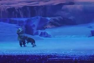 Wstrząsające sceny w teatrze. Na widownię nagle wybiegło 30 wilków! Wielka panika