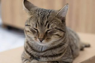 Urodziny kota Wojtka.