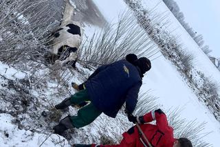 Filipów Trzeci. Strażacy uratowali krowę z przerębli