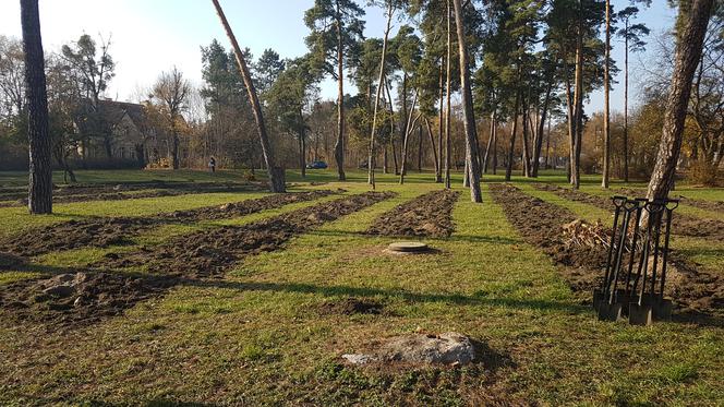 Sto drzew na 100. rocznicę odzyskania niepodległości w Toruniu