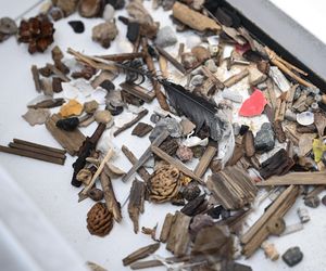 Autonomiczny robot będzie czyścił plażę w Gdańsku