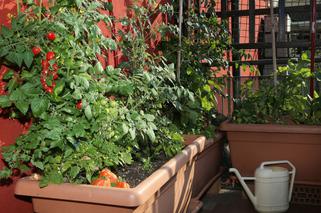 Nawożenie warzyw uprawianych w pojemnikach na balkonie