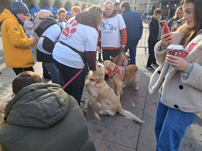 33. Finał WOŚP z grupą krakowskich Golden Retrieverów