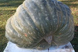 Ponad półtonowa dynia. Taką bestię wyhodowali w ogrodzie PAN w Powsinie