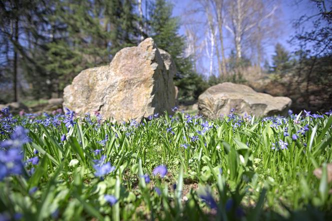 Lublin: Ogród Botaniczny UMCS po zimowej przerwie. Godziny otwarcia i ceny biletów