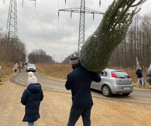 Akcja wycinania choinek w leśnictwie Grodziec