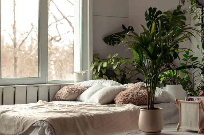 Najlepsze rośliny do sypialni. 11 roślin, które poprawią jakość twojego snu