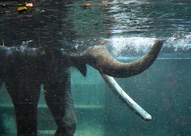 Orientarium