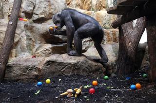 Czwarte urodziny szympansa Frodo