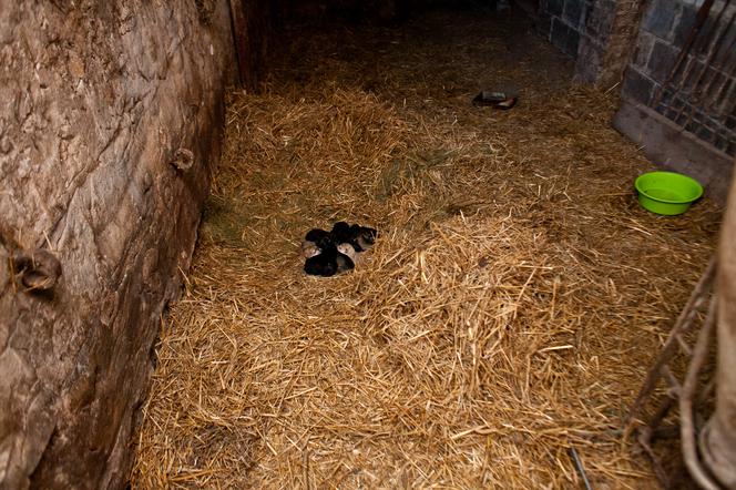 Mika urodziła 16-sto raczki