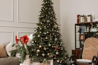 Gotowe choinki z ozdobami czy żywe drzewka? Nowoczesna choinka na pniu to hit! Zobacz 20 inspiracji