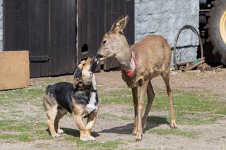 Sarna zakochała się w Miśku