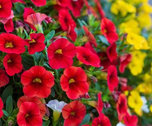 Calibrachoa, Million Bells. Zdjęcia