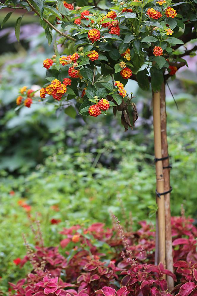 Lantana