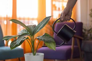 Podlewanie roślin doniczkowych - porady