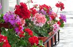 Pelargonie na balkonie