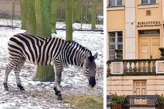 Jak spędzić ferie 2024 w Bydgoszczy? Na przykład karmiąc zwierzęta w zoo albo na basenie i lodowisku za darmo [LISTA, GALERIA]