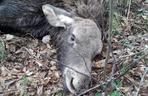 Rogożynek. Młody łoś utknął w rowie. Wyciągnęli go strażacy OSP [ZDJĘCIA]