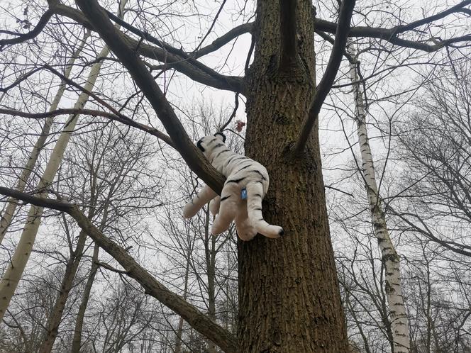 Ucieczka pantery śnieżnej z zoo w Chorzowie. Zdjęcia z akcji poszukiwawczej