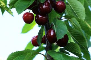 Czereśnia ‘Burlat’ - Prunus avium ‘Burlat’