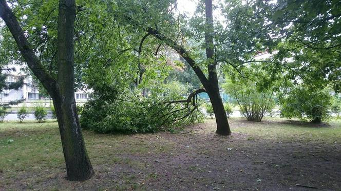 Burza nad Radomiem! Wichura połamała drzewa