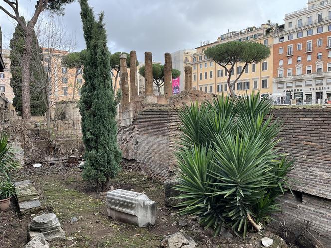 Largo Argentina w Rzymie. Koty zamieszkały w starożytnych ruinach - zobacz zdjęcia