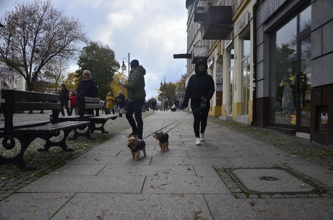 Wielki marsz adopciaków w Radomiu