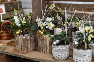 Ciemierniki na Boże Narodzenie