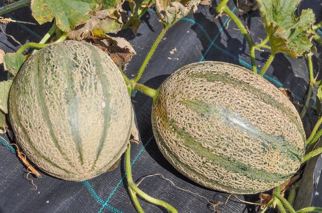 Melon w ogrodzie 