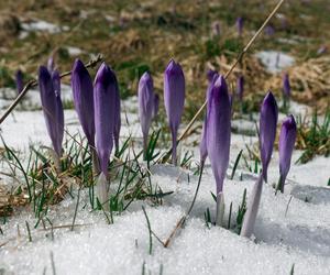 Krokusy kwitnące na polanie w Dolinie Chochołowskiej