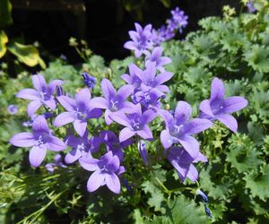 Campanula, czyli dzwonek - najpiękniejsze gatunki dzwonków