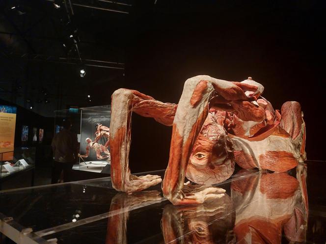 Wystawa Body Worlds w Szybie Wilson w Katowicach