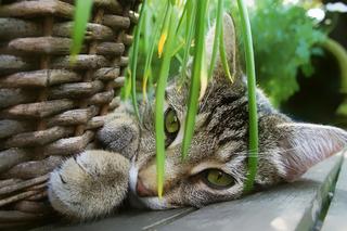 Te rośliny są trujące dla kotów. Masz je w domu? To niebezpieczne 