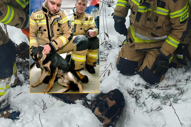 Strażacy uratowali psa z przepustu drogowego