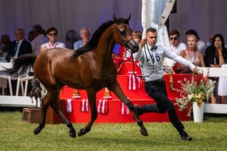 Bajońskie sumy na aukcji koni w Janowie Podlaskim! Na Pride of Poland przyjechali nabywcy z całego świata [ZDJĘCIA]