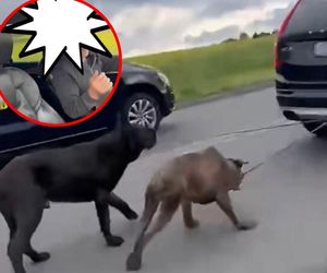 Szok w powiecie pszczyńskim. Mężczyzna ciągnął psy za samochodem. Mamy bulwersujące nagranie