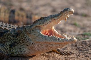 Ośmiometrowy krokodyl pożarł żywcem 45-latka! Straszne odkrycie w brzuchu gada