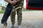 Suczka żyła wśród pól, na łańcuchu. Nawet nie przy budzie. Od wiatru osłaniała ją taczka