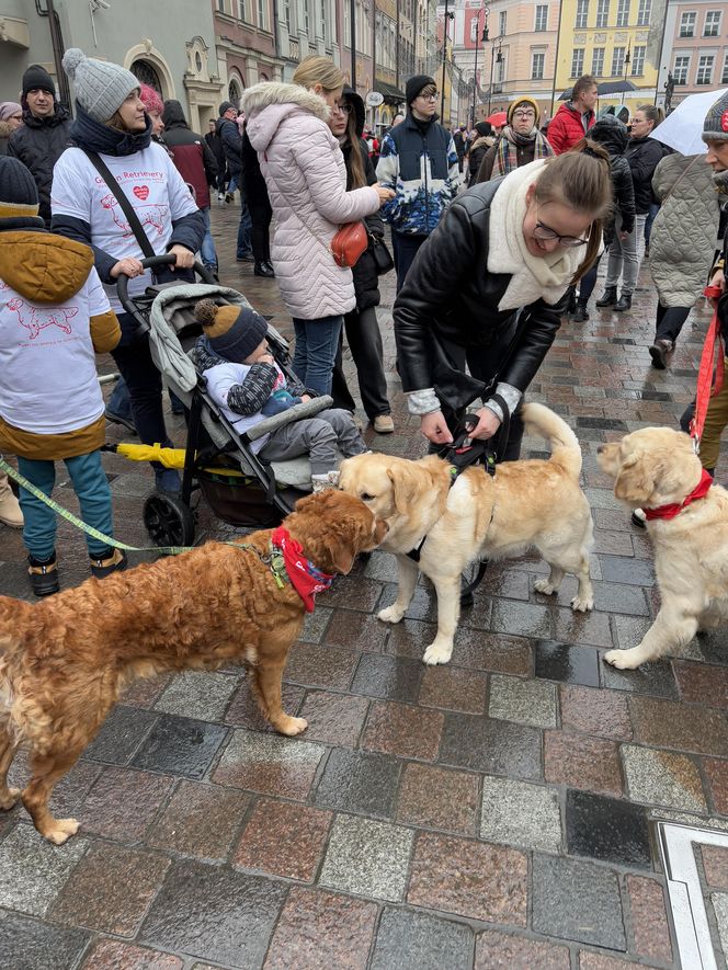 Golden Retriever WOŚP w Poznaniu