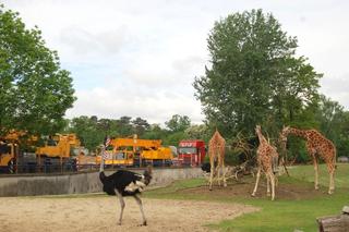 Afrykarium we wrocławskim zoo. Zobacz, jak powstawało [ZDJĘCIA]