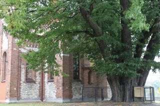 Zabytkowa lipa z Cielętnik