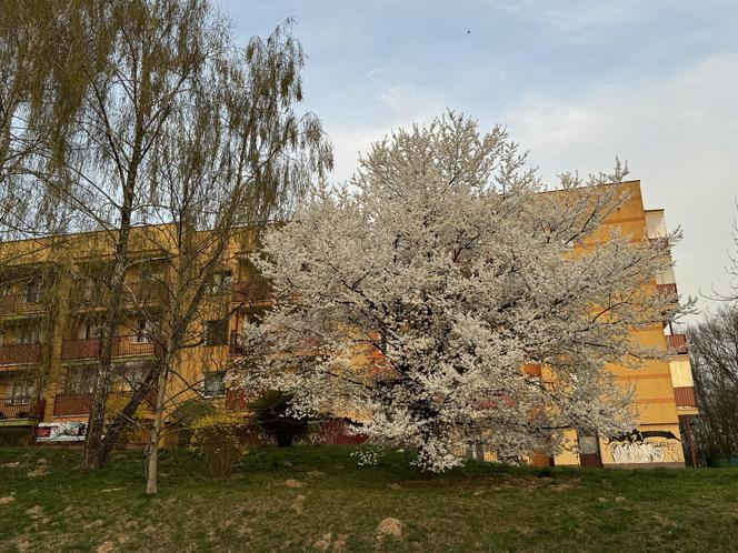 Wiosna w Lublinie rozkwitła kolorami! 