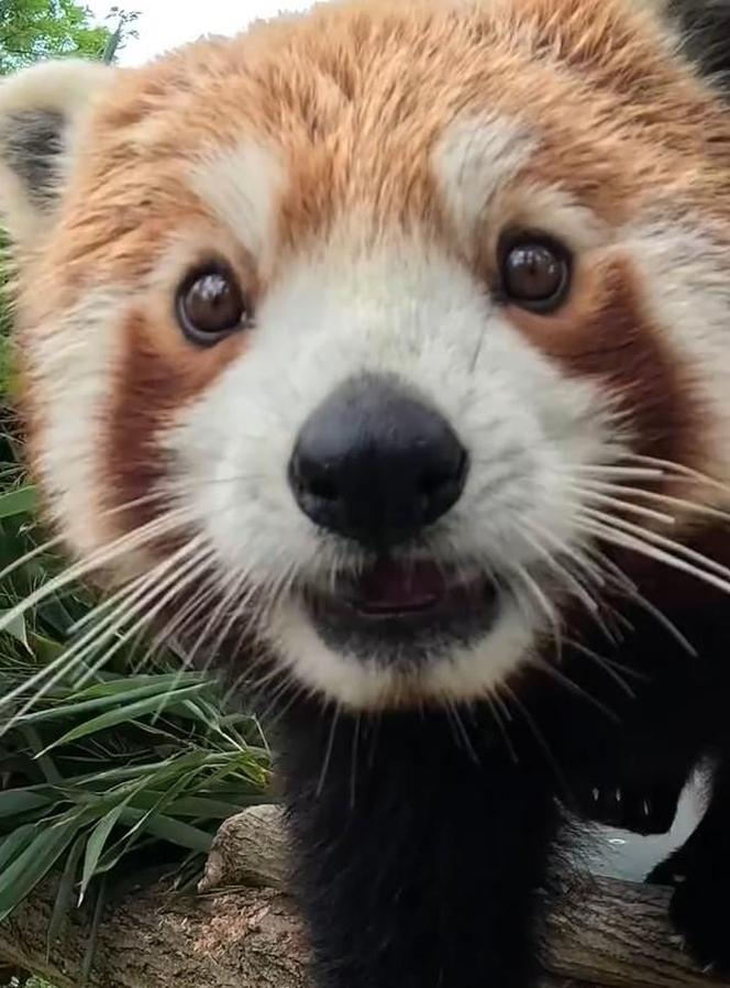 Samiec pandy rudej zamieszkał we wrocławskim zoo. Od razu wyskoczył na swój nowy wybieg [WIDEO]