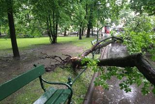 Nawałnica nad Krakowem. Powyrywane drzewa na Plantach