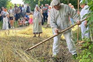 W Skansenie odbyły się retro żniwa, żęto żyto metodami pradziadków