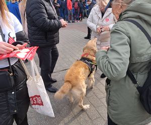 33. Finał WOŚP z grupą krakowskich Golden Retrieverów