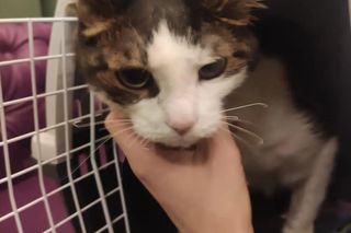 Kot Pandek wraca do zdrowia