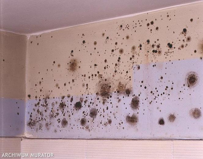 Zrób to sam: usuwanie pleśni ze ściany