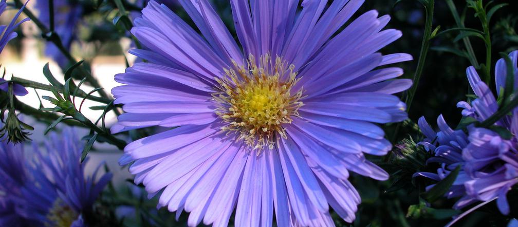 Aster krzaczasty 