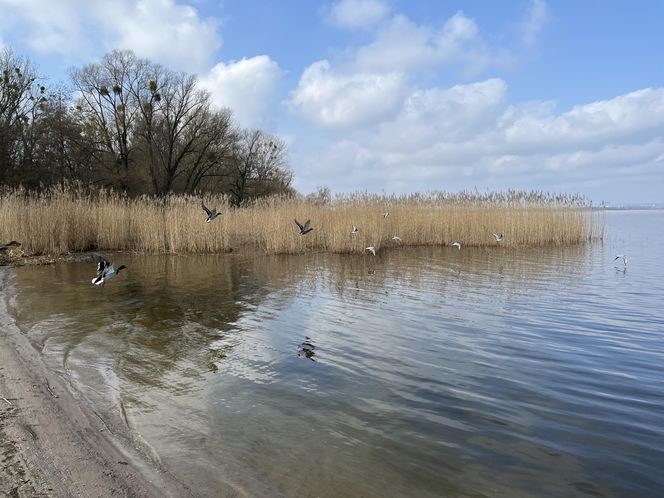 Kąpielisko i Jezioro Dąbie